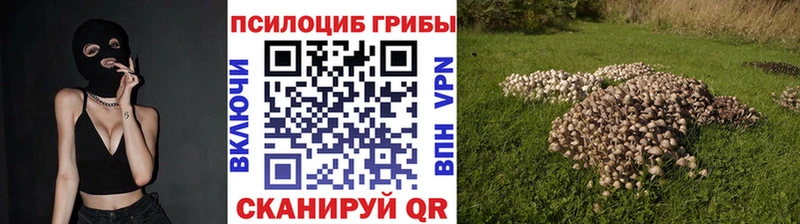 Псилоцибиновые грибы Psilocybine cubensis Бологое